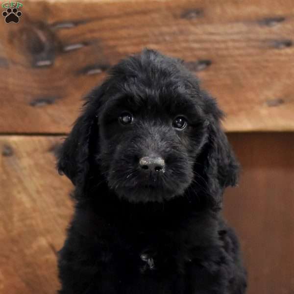 Austin, Goldendoodle Puppy